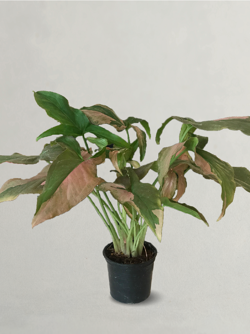 Syngonium Arrowhead Plant Pink Dot