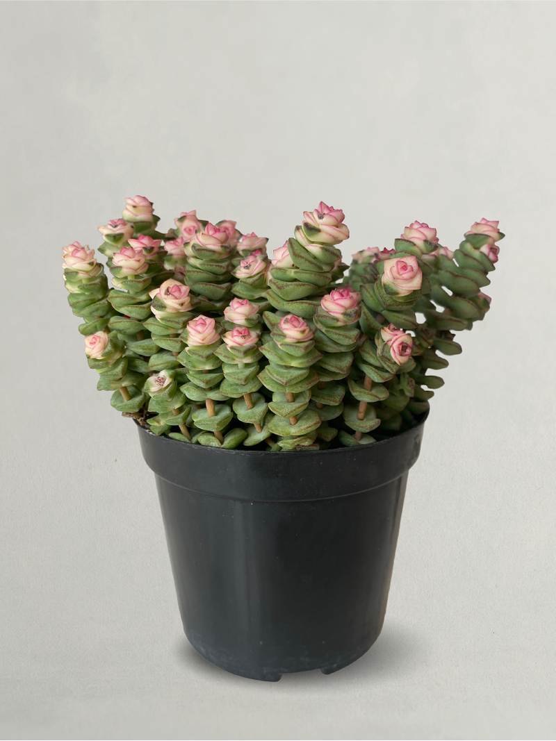 Crassula Jade Necklace