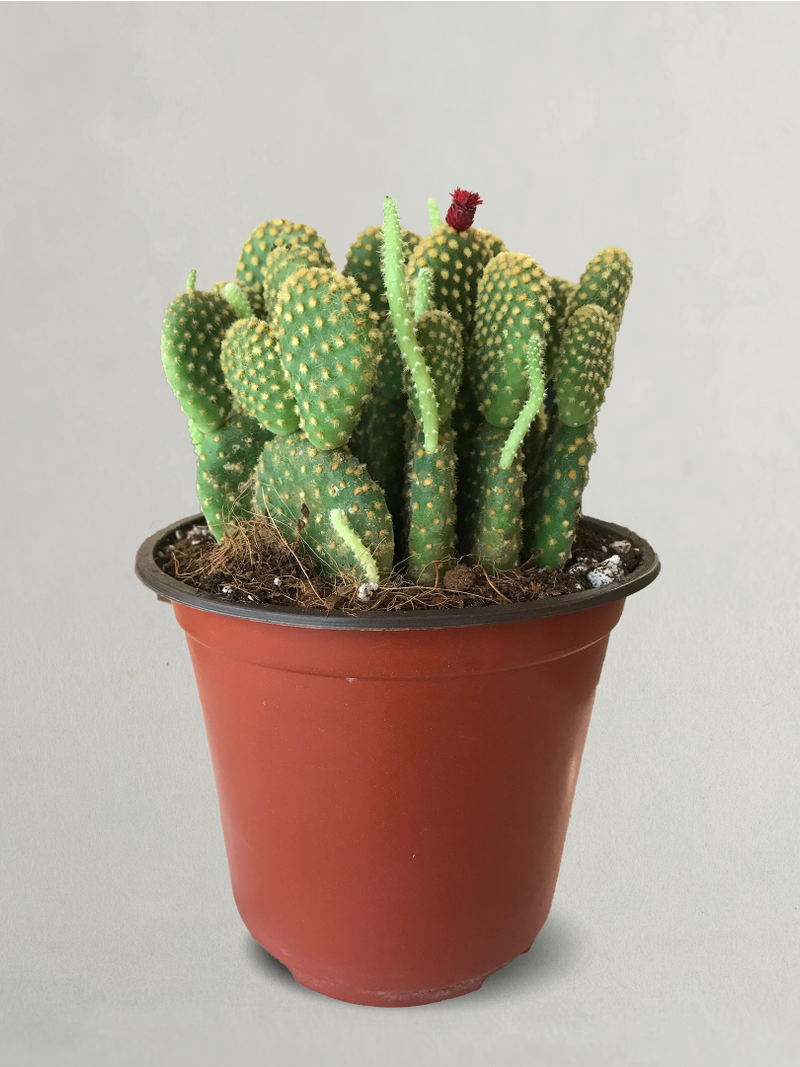 CACTUS OPUNTIA MICRODASYS BUNNY EARS