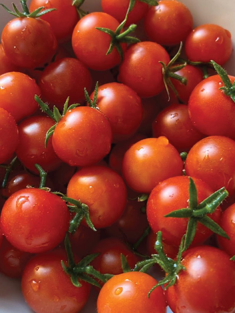 ORGANIC JAPAN CHERRY TOMATO SEEDLING <br>شتلات الطماطم الكرزي الياباني العضوية