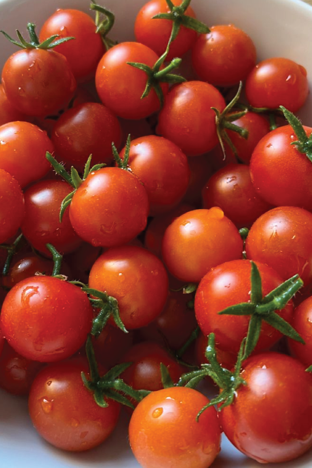 ORGANIC JAPAN CHERRY TOMATO SEEDLING <br>شتلات الطماطم الكرزي الياباني العضوية