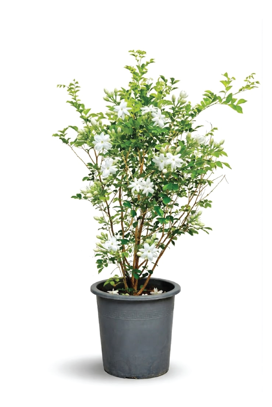 JASMINE TREE