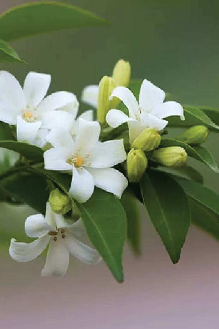 JASMINE TREE