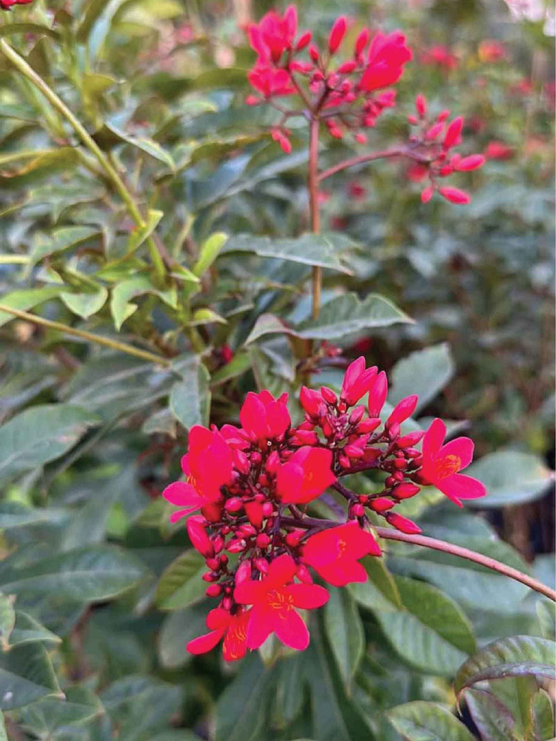 JATROPHA TREE