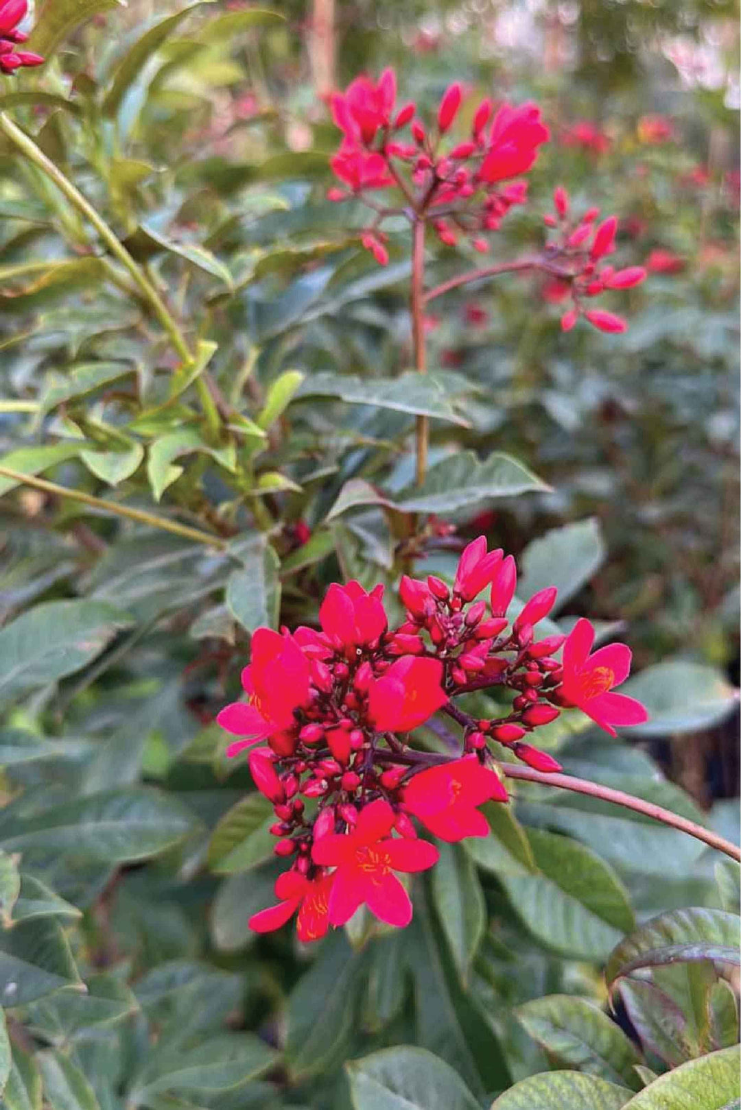 JATROPHA TREE