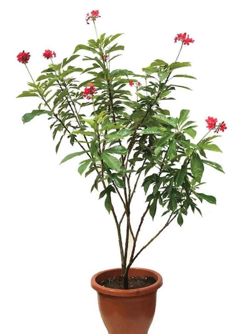 JATROPHA TREE
