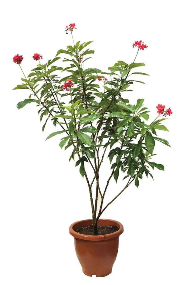 JATROPHA TREE