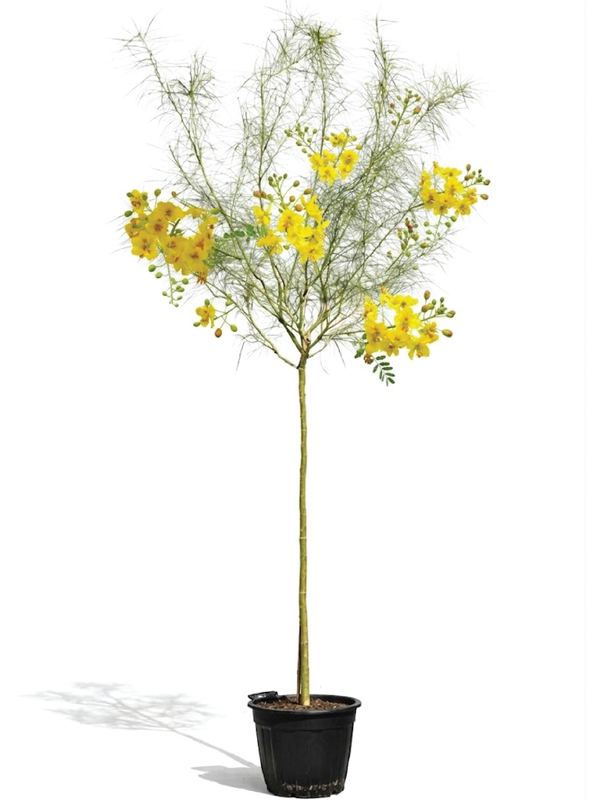 PARKINSONIA ACULEATA, JERUSALEM THRONE TREE