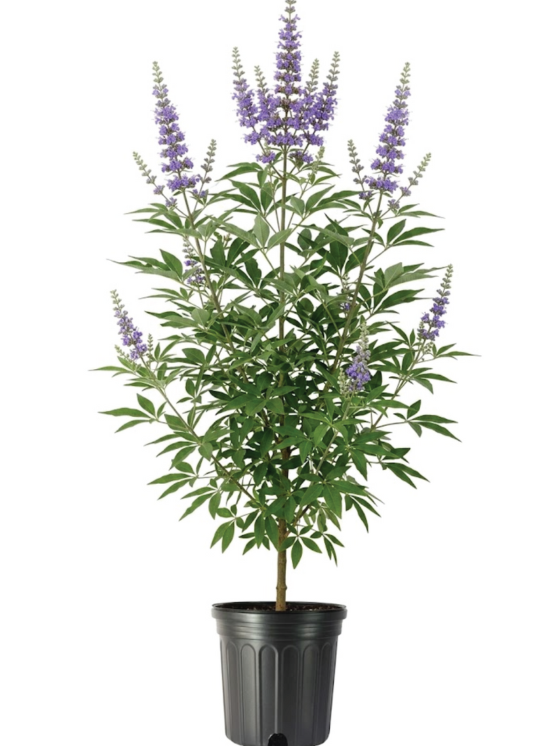 CHASTE TREE <br> شجرة كف مريم