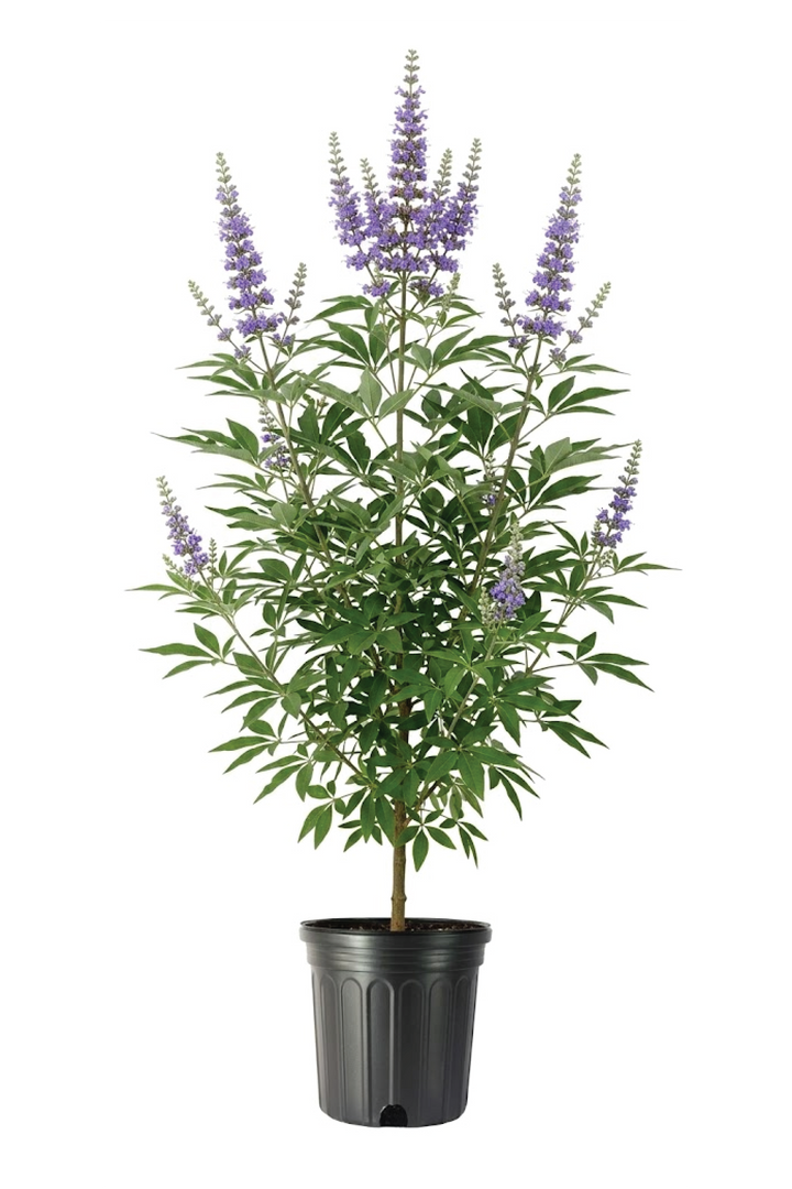 CHASTE TREE <br> شجرة كف مريم