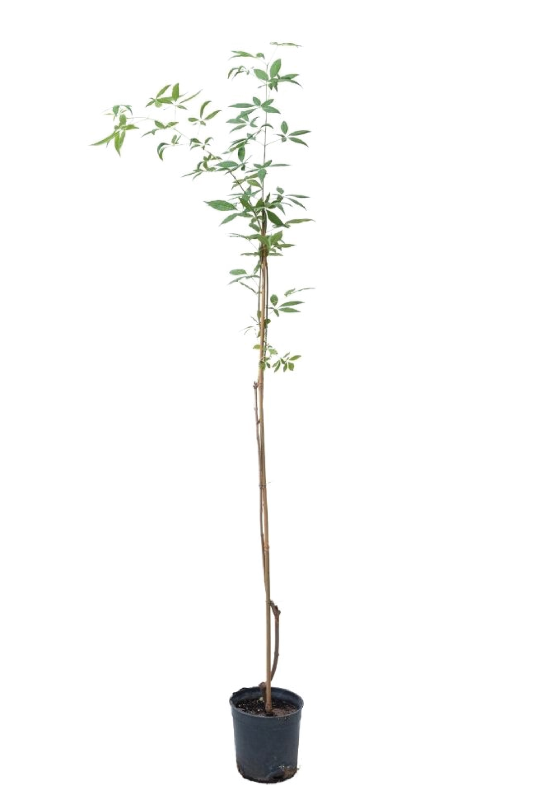 KAF MARIAM TREE