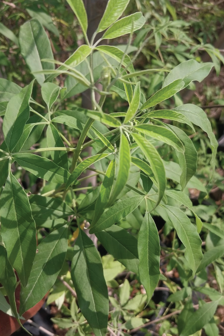 KAF MARIAM TREE