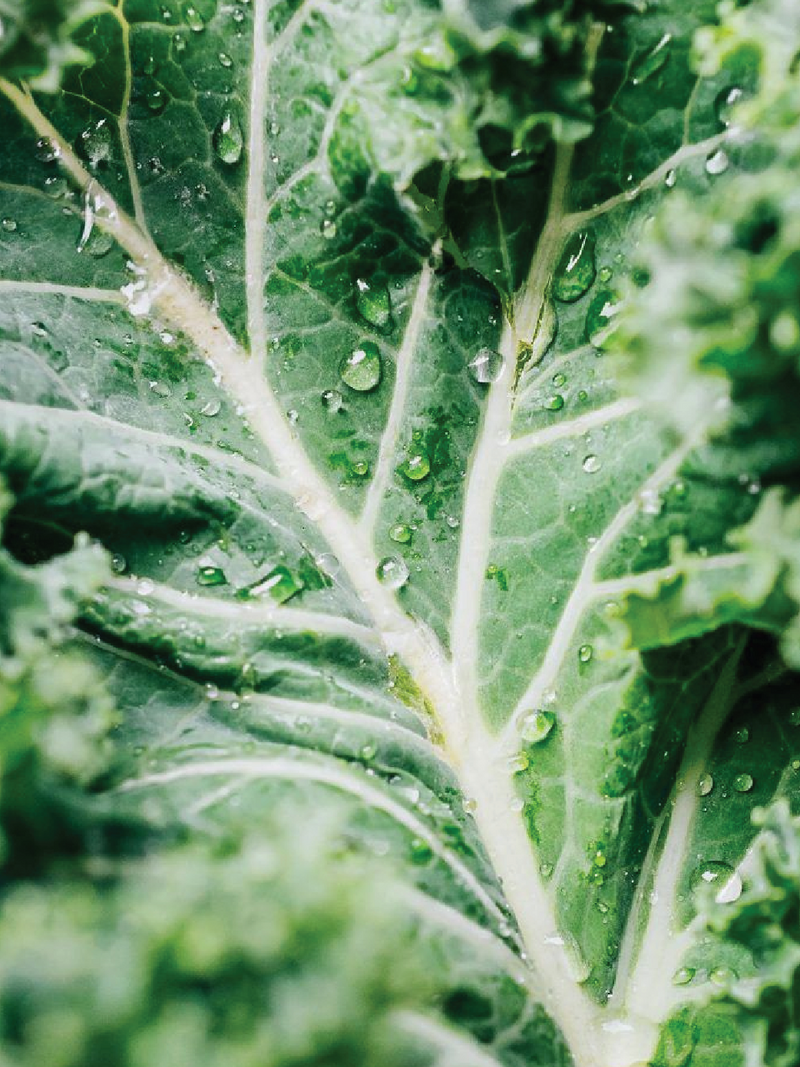ORGANIC KALE SEEDLING<BR>شتلات الكيل العضوية