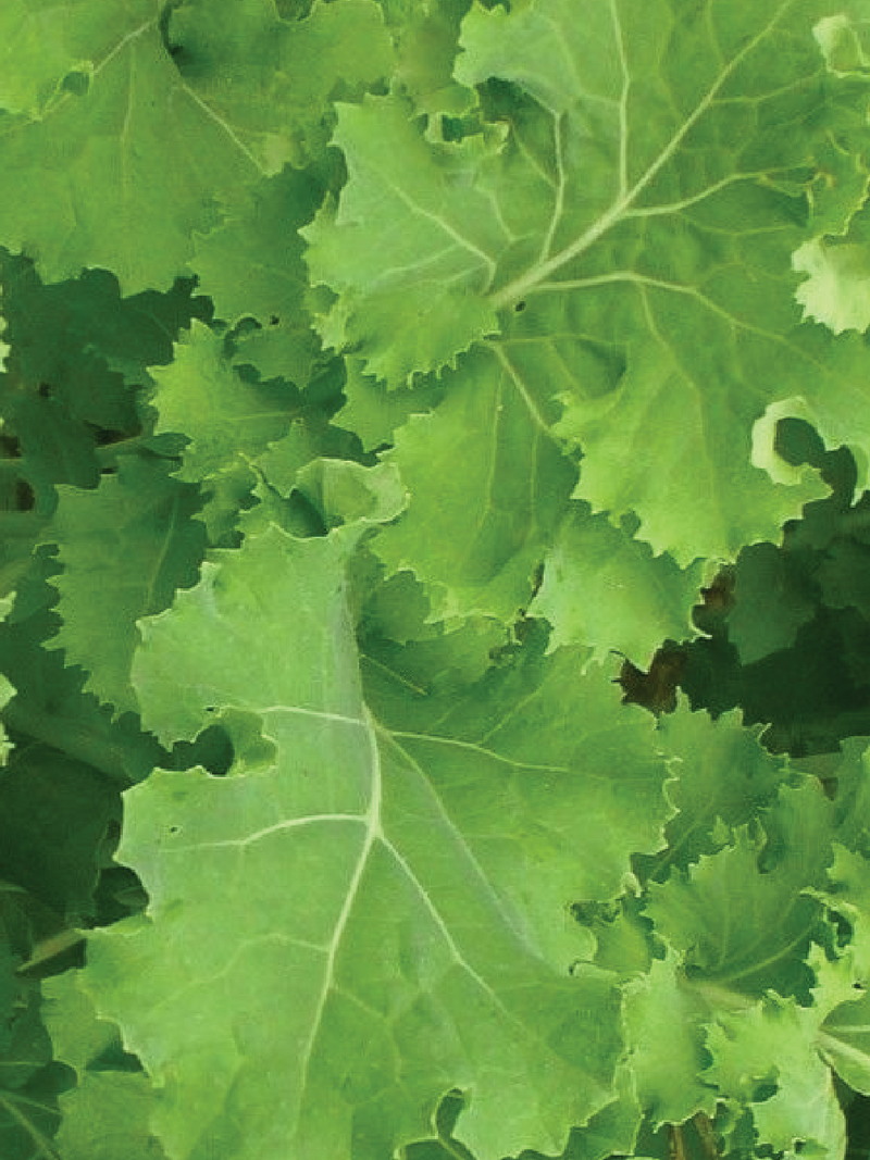 ORGANIC KALE SEEDLING<BR>شتلات الكيل العضوية