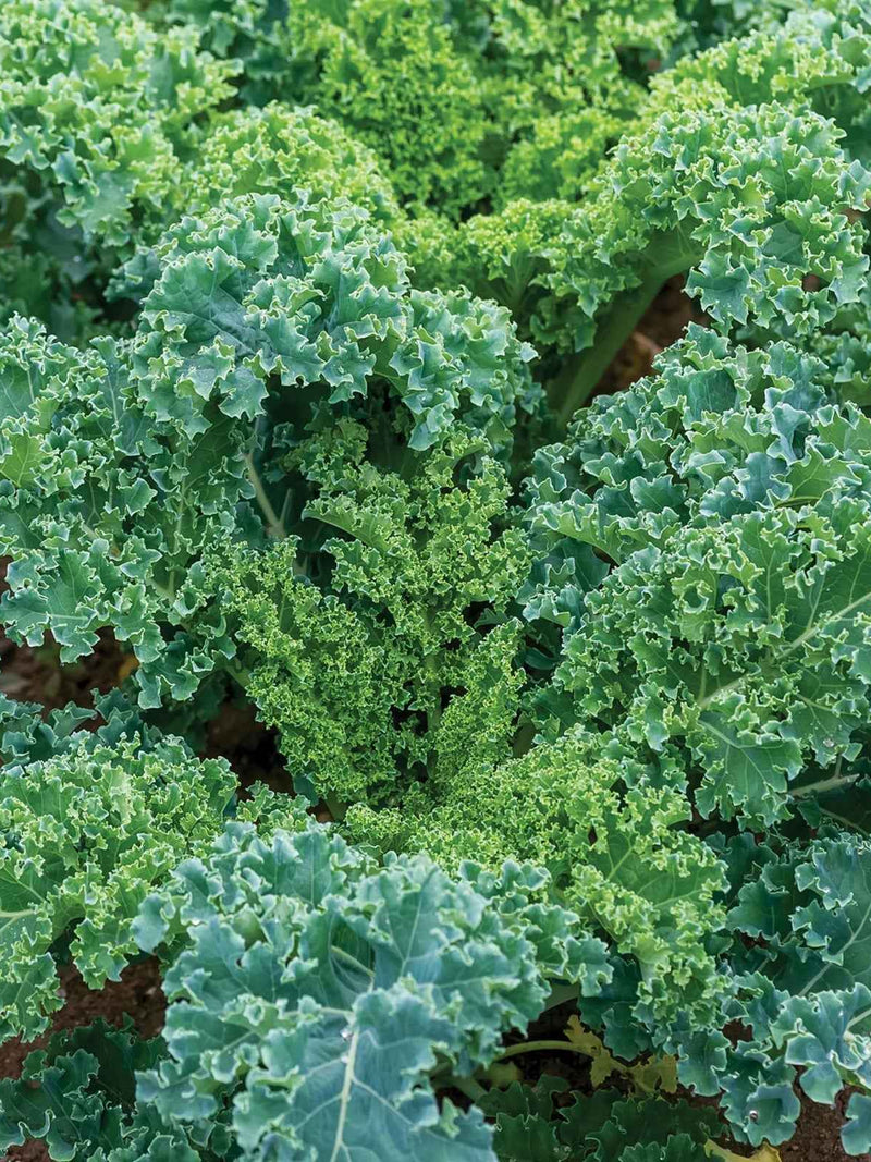 DWARF BLUE KALE SEEDLING <br> شتلات الكيل الازرق القزمي