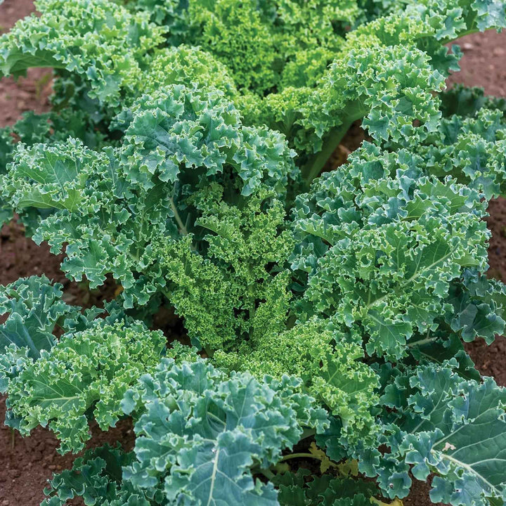 DWARF BLUE KALE SEEDLING <br> شتلات الكيل الازرق القزمي