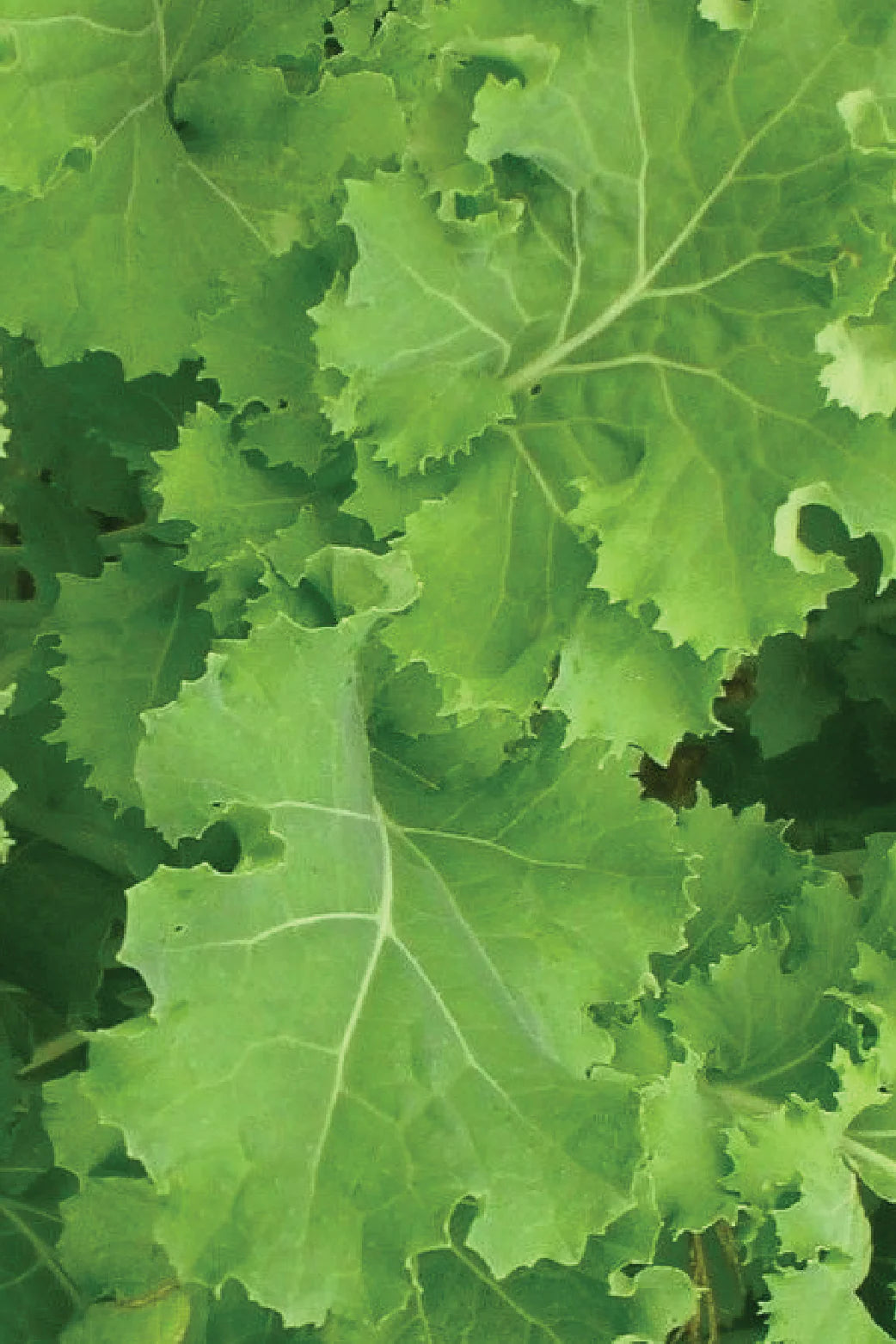 KALE SEEDS <br> بذور الكيل