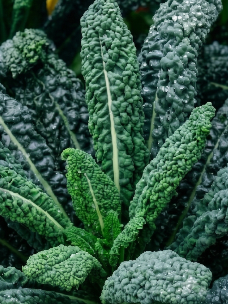 KALE LACINATO SEEDS