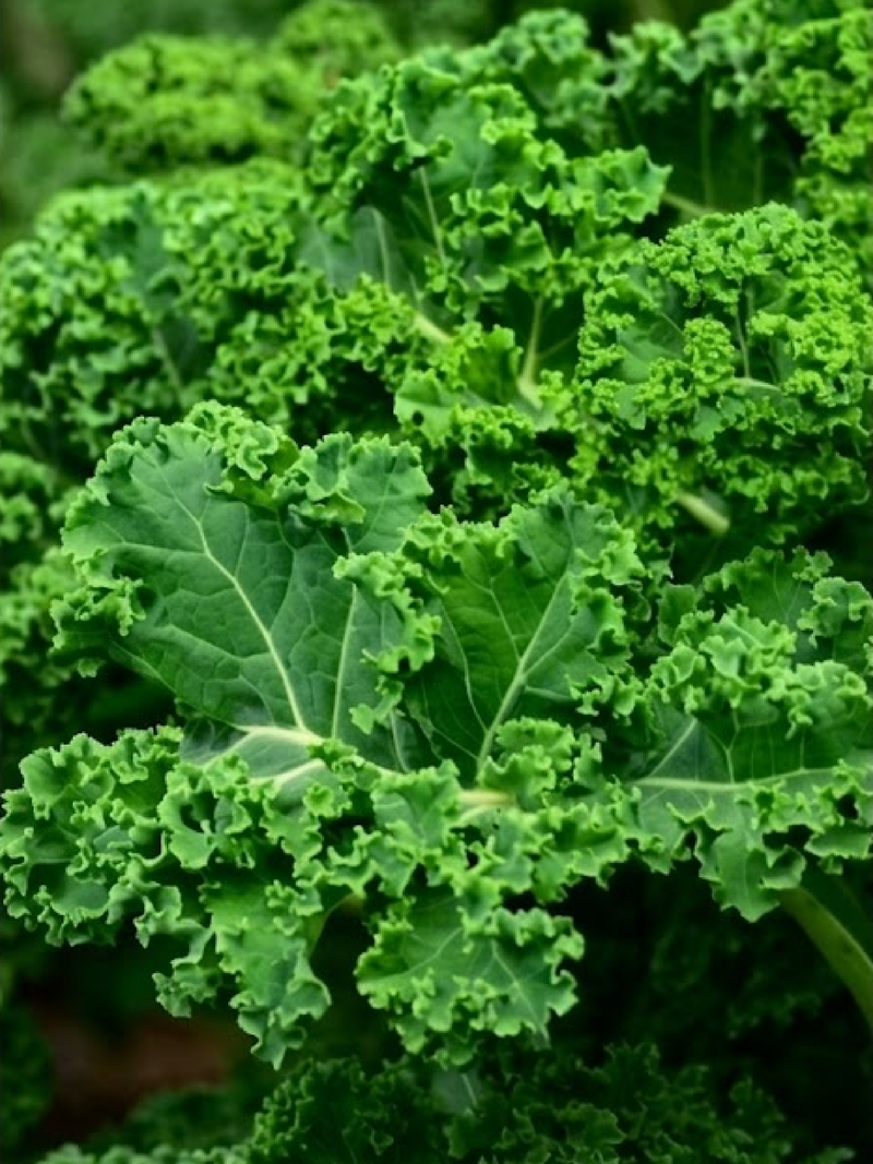 ORGANIC KALE SEEDLING