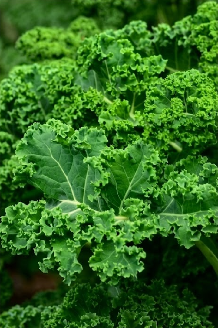 KALE SEEDS <br> بذور الكيل