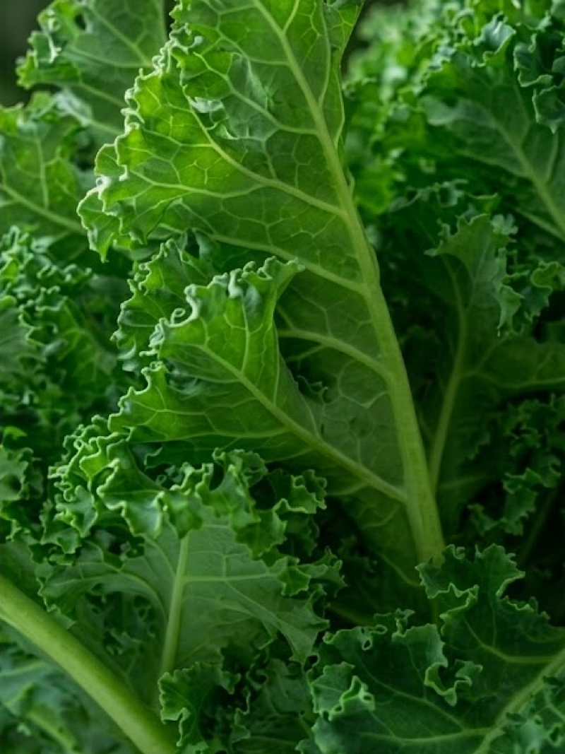 ORGANIC KALE SEEDLING