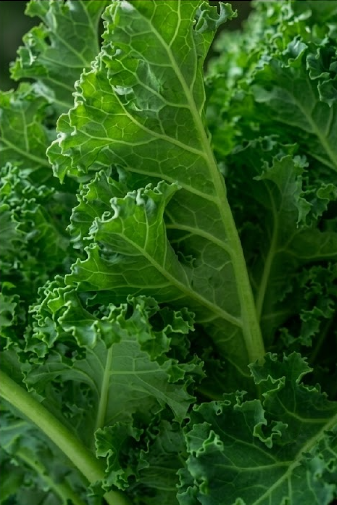 KALE SEEDS <br> بذور الكيل