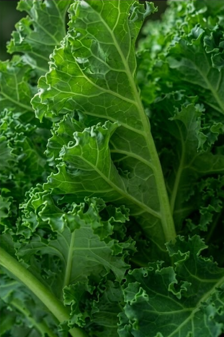 KALE SEEDS <br> بذور الكيل