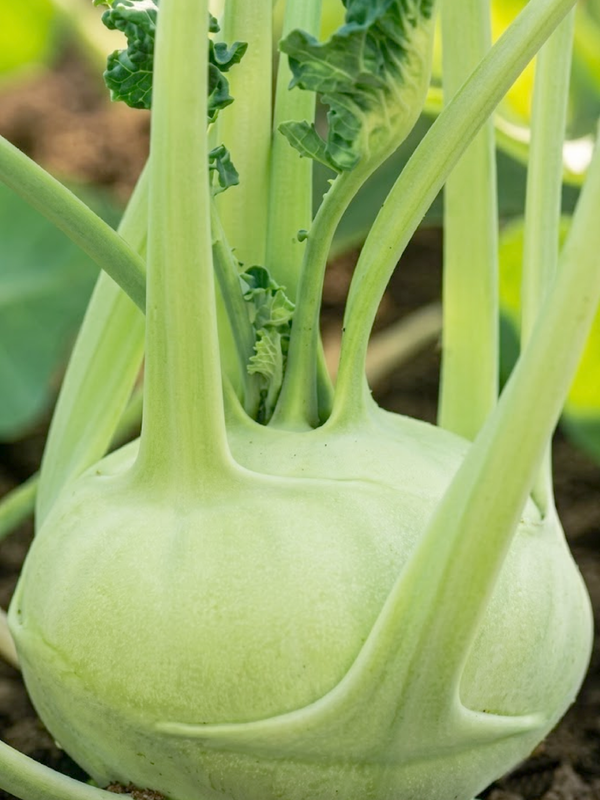 ORGANIC KOHLRABI SEEDLING
