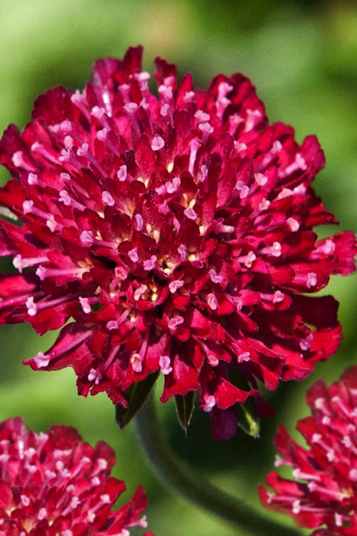 MARS MIDGET PINCUSHION FLOWER SEEDLING    شتلات زهور مارس ميدجيت بينكوشيون