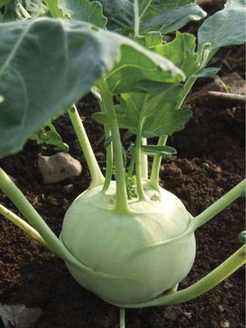 ORGANIC KOHLRABI SEEDLING <br> شتلات اللفت الألماني