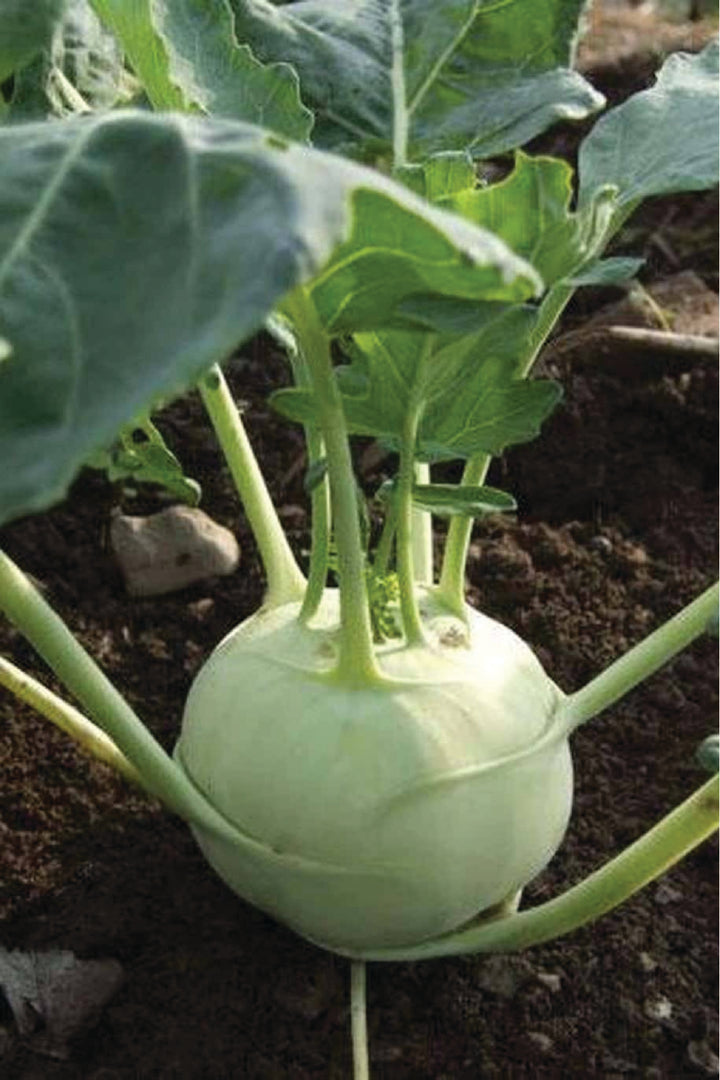 ORGANIC KOHLRABI SEEDLING <br> شتلات اللفت الألماني