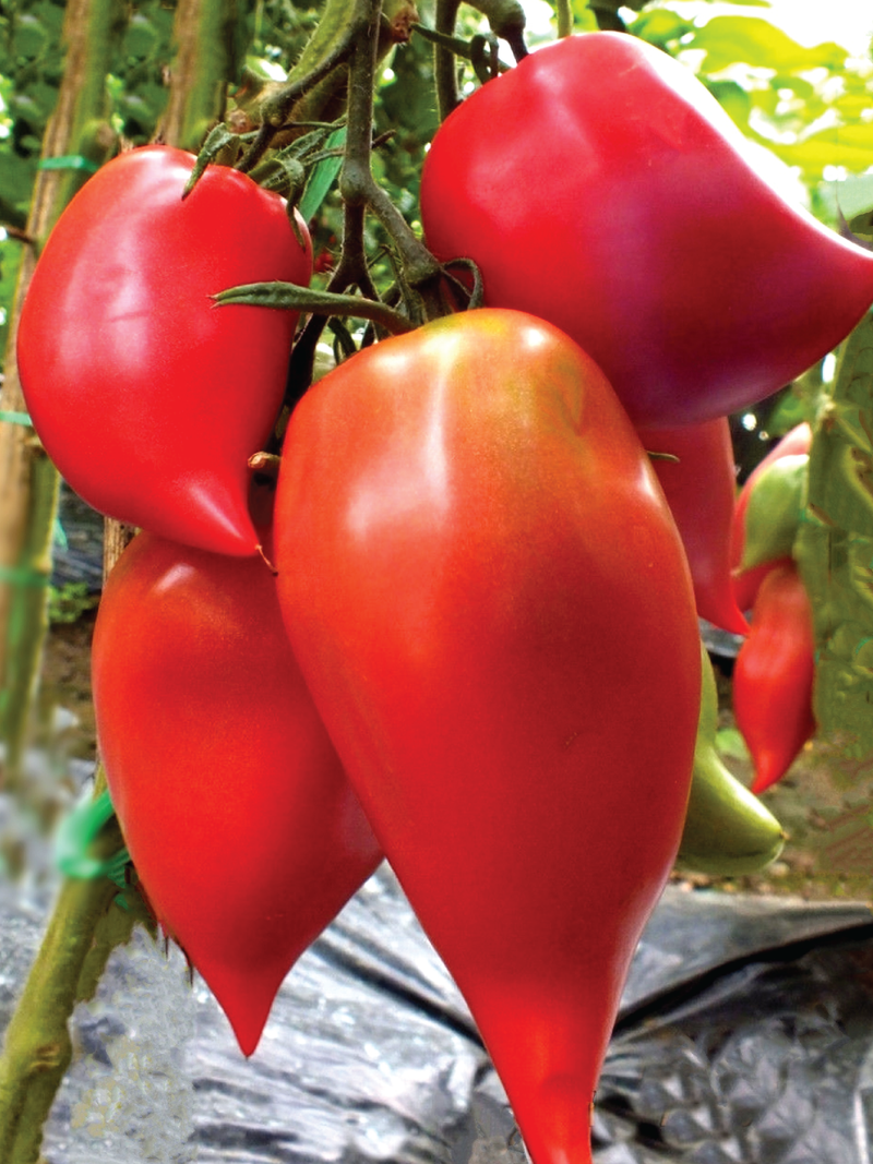 ORGANIC TOMATO KOREAN LONG SEEDLIING <br>  شتلات الطماطم العضوية كوريان لونق