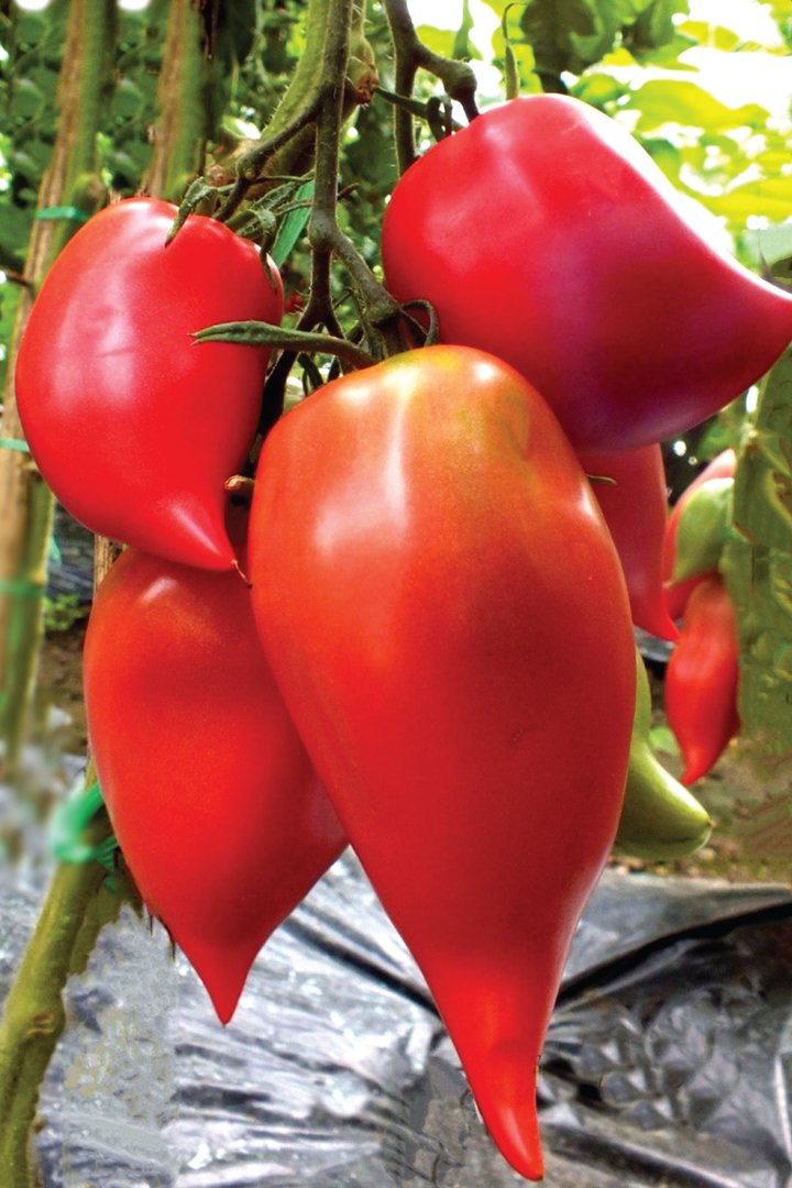 ORGANIC TOMATO KOREAN LONG SEEDLIING <br>  شتلات الطماطم العضوية كوريان لونق