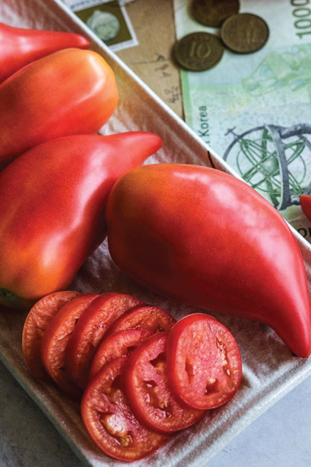 ORGANIC TOMATO KOREAN LONG SEEDLIING <br>  شتلات الطماطم العضوية كوريان لونق