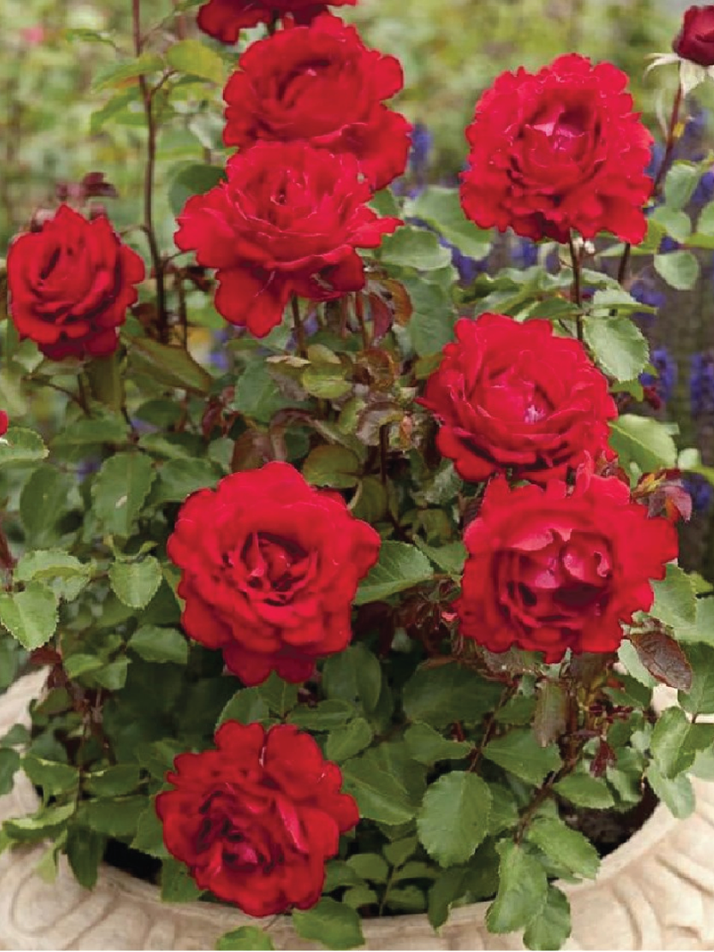 RED ROSE SEEDS <br> بذور الجوري الأحمر