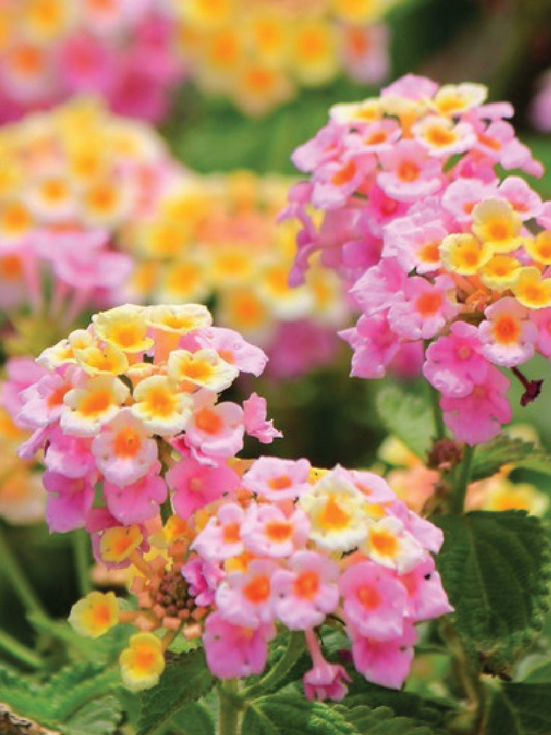 LANTANA CAMARA SEEDS<br> بذور اللانتانا كامارا