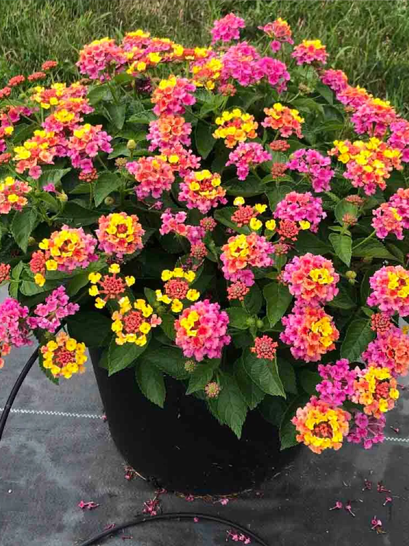 LANTANA CAMARA SEEDS<br> بذور اللانتانا كامارا
