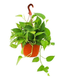 HANGING MONEY PLANT