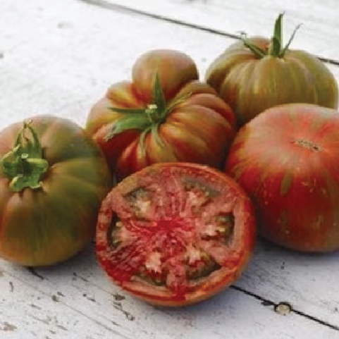 TOMATO LARGE BARRED BOAR SEEDLING <br> شتلات طماطم بورالمخطط الكبير