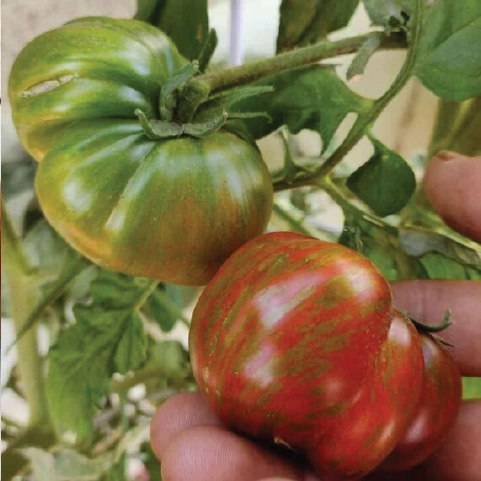 TOMATO LARGE BARRED BOAR SEEDLING <br> شتلات طماطم بورالمخطط الكبير