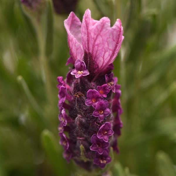 IMPERIAL LAVENDER SEEDLING <br>شتلات امبيريال لافندر