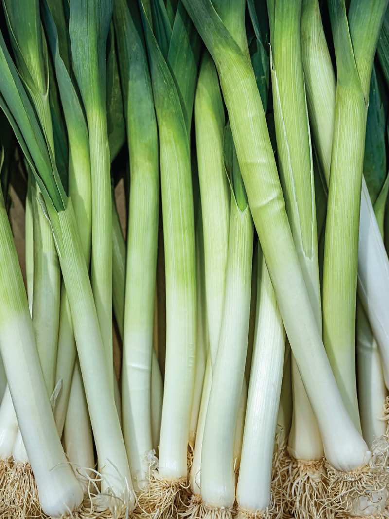 LEEK SEEDS <br> بذور الكراث