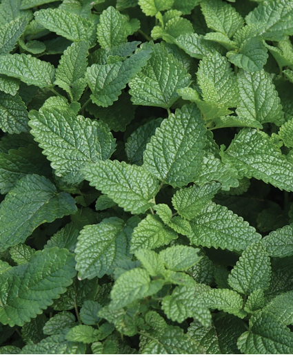 ORGANIC LEMON BALM SEEDLING <br>عشبة بلسم الليمون العضوية