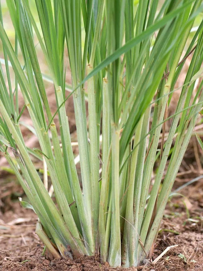 EXTRA LARGE ORGANIC LEMON GRASS SEEDLING <br>شتلات عشبة الليمون العضوية كبيرة جدًا