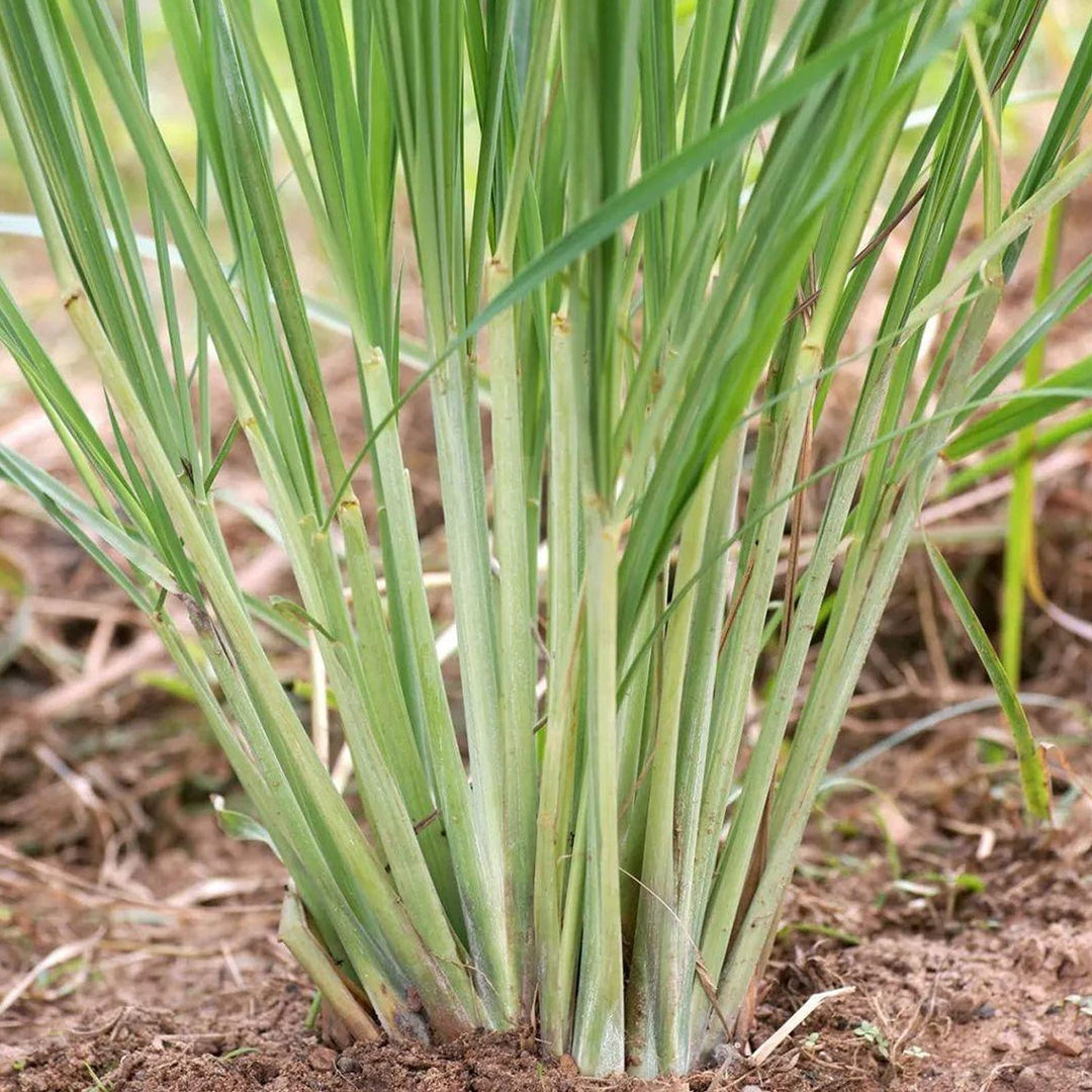 EXTRA LARGE ORGANIC LEMON GRASS SEEDLING <br>شتلات عشبة الليمون العضوية كبيرة جدًا