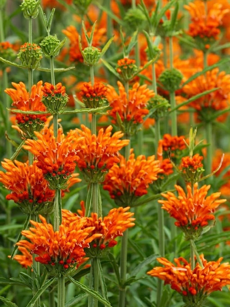 LEONOTIS SEEDS