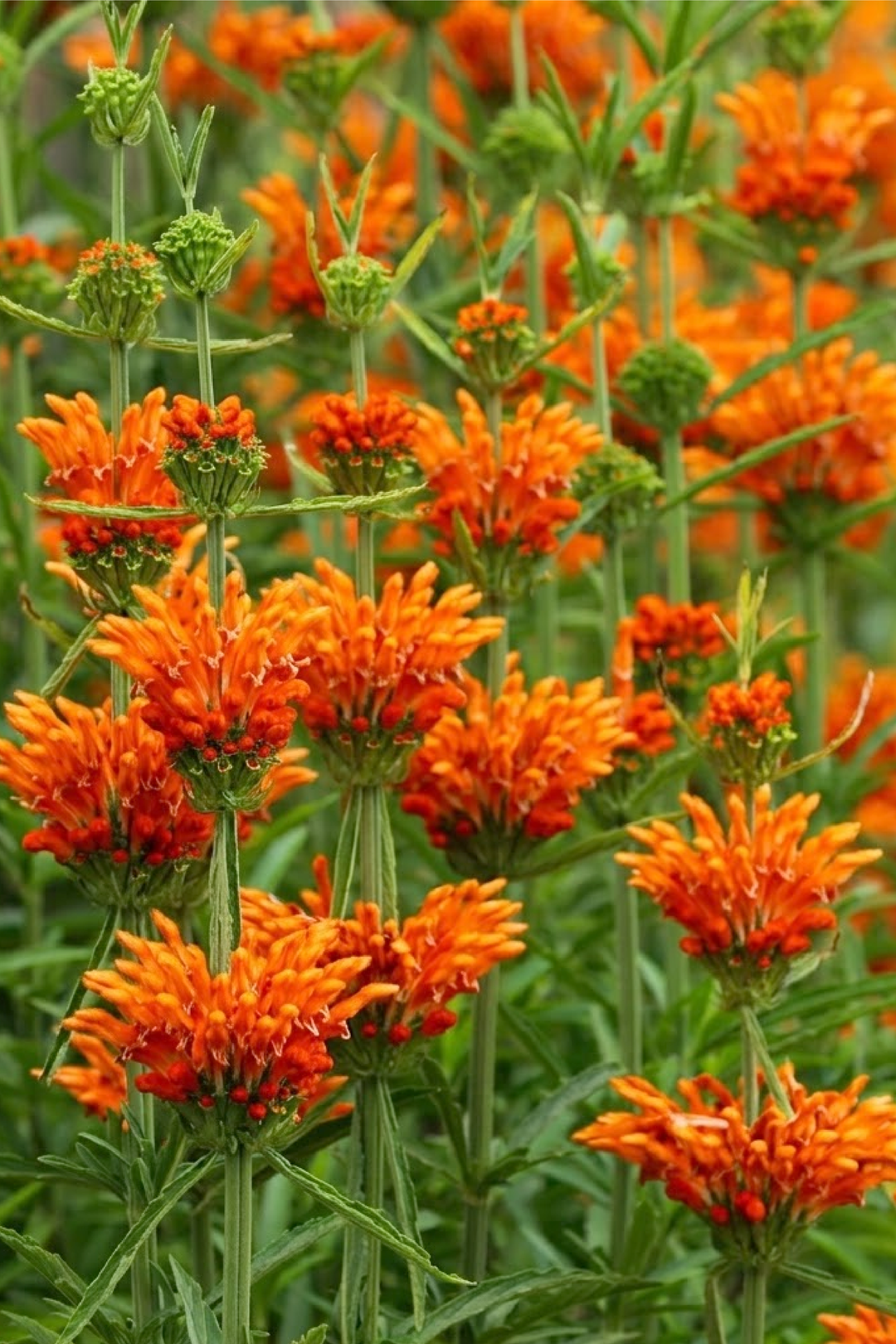 LEONOTIS SEEDS
