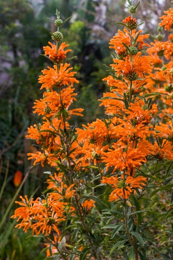 LEONOTIS SEEDS