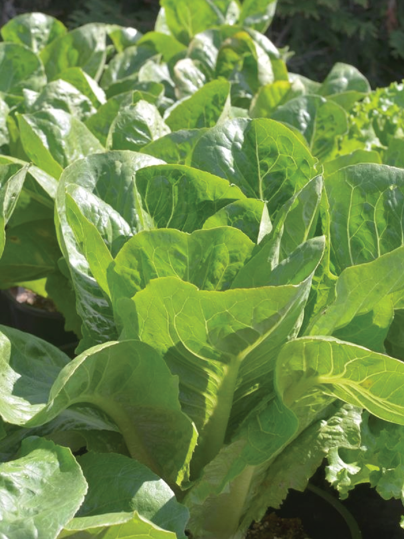 ORGANIC LETTUCE SEEDLING <br> شتلات الخس العضوية
