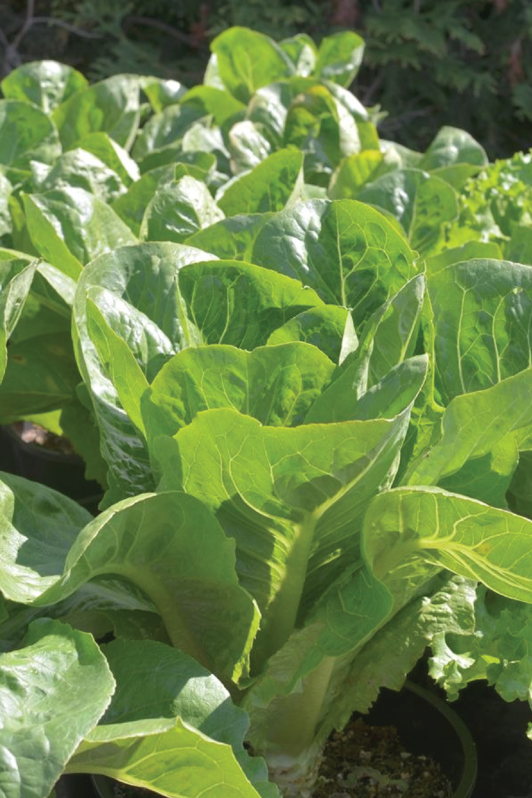 ORGANIC LETTUCE SEEDLING <br> شتلات الخس العضوية